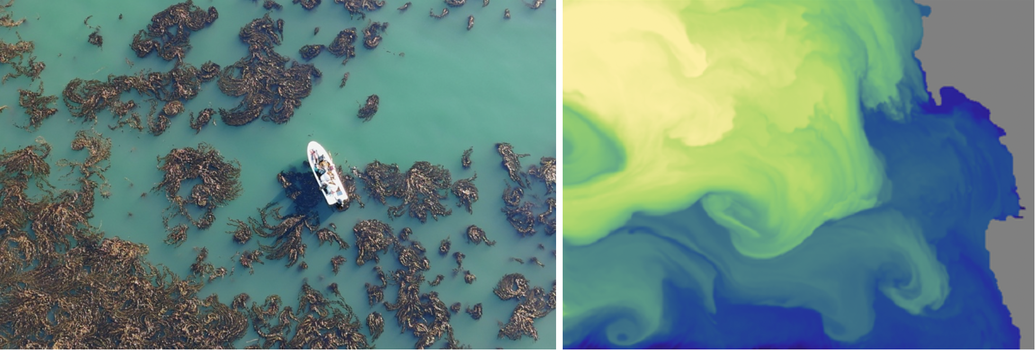 Aerial view of Kelp Blue's giant kelp farm in Namibian waters next to an output from the simulation system